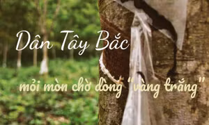 Dân Tây Bắc mỏi mòn chờ dòng 'vàng trắng'