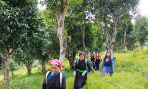 Theo chân đồng bào Mông, Tày Bắc Hà đi hái chè già