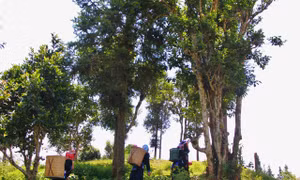 Nắng rót lưng đồi