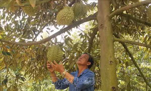  Biến tiềm năng phân bón hữu cơ thành thế mạnh