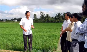 Giống lúa ST24, ST25 'sinh sôi' thành công trên nhiều vùng đất mới