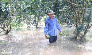 'Giải cứu' cây ăn trái trong mùa mưa bão