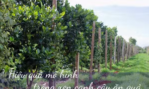 Hiệu quả mô hình tái canh cà phê trồng xen cây ăn quả ở Đắk Lắk