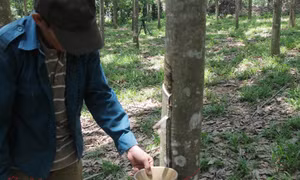 ‘Trống’ nhiều tiêu chí trong xây dựng nông thôn mới vùng đồng bào dân tộc thiểu số - Bài cuối