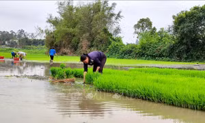 Tiến độ vụ đông xuân 2020 - 2021 thuận lợi, dự báo được mùa