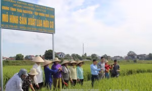 Hội nghị Hữu cơ châu Á lần thứ 8: Đưa nông nghiệp hữu cơ bứt phá