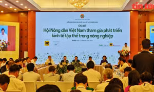 Kinh tế tập thể đang trở thành một trong những thành phần kinh tế quan trọng