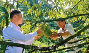 Nông sản ‘xuất ngoại’ bằng đường lớn