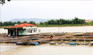 Ngành nuôi trồng thủy sản ở Quảng Ninh, Hải Phòng thiệt hại nặng nề do bão số 3