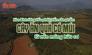 Hòa Bình tăng tốc phát triển sản phẩm cây ăn quả có múi từ nền móng hữu cơ