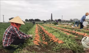 Hải Dương ùn ứ gần 50.000 tấn cà rốt và rau màu chờ tháo gỡ