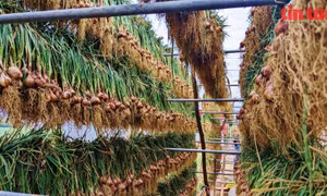 Hành, tỏi Kinh Môn trong hành trình trở thành cây trồng giá trị cao