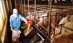 Giá thức ăn chăn nuôi tăng kỷ lục, người nuôi thua lỗ