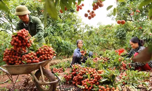 Giá vải thiều tăng gấp đôi so với vụ trước