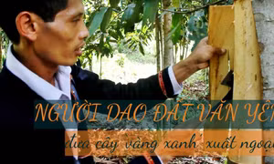 Người Dao đất Văn Yên đưa cây ‘vàng xanh’ xuất ngoại