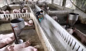 Các địa phương cần tạo điều kiện tối ưu để tăng tốc tái đàn lợn