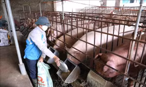 6 'bí quyết' chăn nuôi lợn an toàn sinh học