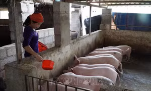 Tăng tốc tái đàn để bình ổn giá thịt lợn