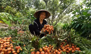 Lô vải thiều đầu tiên vẫn vững tin xuất Nhật