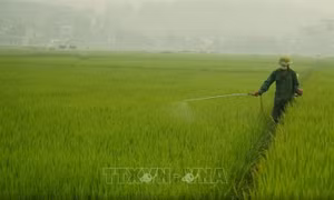 Những biện pháp khẩn để bảo vệ lúa Đông Xuân ở các tỉnh phía Bắc