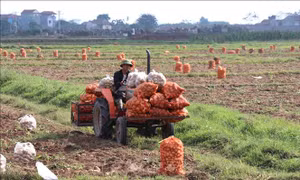 Chuyển dịch cây trồng giá trị cao trong vụ đông