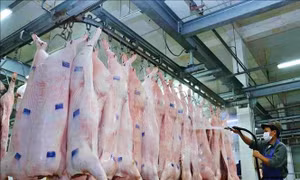 Sớm có chính sách khuyến khích thu mua lợn sạch để tiêu thụ và cấp trữ đông 