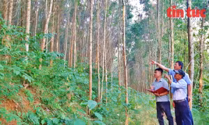 Hiệu quả các mô hình trồng rừng có 'chứng chỉ'