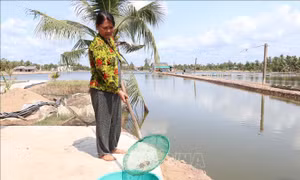 Thủy sản bị ảnh hưởng nặng bởi hạn, mặn
