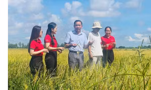 Khi dòng vốn Agribank tiếp sức nông dân ĐBSCL làm lúa chất lượng cao