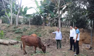 Tuyên Quang: Hỗ trợ sinh kế giúp giảm nghèo hiệu quả