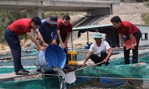 Agribank đồng hành phát triển kinh tế biển, hỗ trợ người dân khôi phục sản xuất 