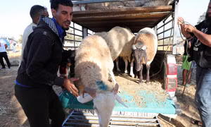 Algeria nhập khẩu một triệu con cừu trước lễ Eid al-Adha