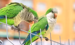 'Đại dịch' vẹt làm đảo lộn cuộc sống của người dân Tây Ban Nha