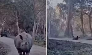Video cảnh du khách thoát hiểm trước tê giác một sừng ở công viên quốc gia Ấn Độ
