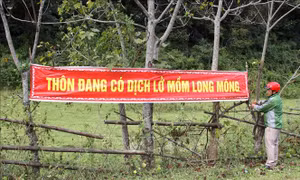 Quảng Trị khẩn trương dập dịch lở mồm long móng trên đàn lợn
