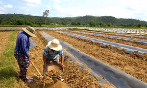 Nắng hạn gay gắt ở Phú Yên 