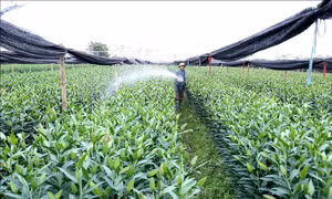 10 năm xây dựng nông thôn mới ở Hà Nội