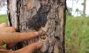 Củng cố hồ sơ, xử lý đối tượng đầu độc rừng thông để chiếm đất mặt đường