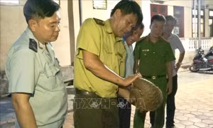 Bắt quả tang hai vợ chồng vận chuyển 30 cá thể động vật tê tê còn sống
