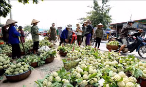 Tuần lễ quảng bá sản phẩm na Chi Lăng tại Hà Nội