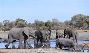 Hơn 100 con voi chết ở Botswana nghi do nhiễm bệnh than