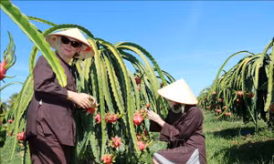 Về Bình Thuận nghe đờn ca tài tử, trải nghiệm vườn thanh long