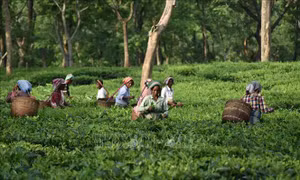 Trà Assam đặc sản lập kỷ lục thế giới với giá bán hơn 1.000 USD/kg