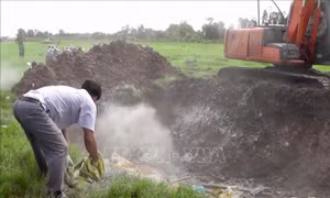 Hướng dẫn tiêu huỷ lợn bị tả châu Phi bằng phương pháp đốt