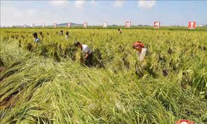 Dự báo sản lượng vụ mùa của Triều Tiên thấp nhất trong 5 năm