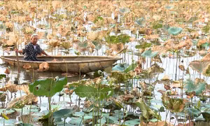 Trên 100 ha sen chết ở Thừa Thiên - Huế  