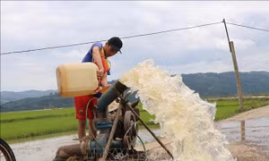 Nông dân Đắk Lắk chạy đua với thời gian cứu lúa bị ngập