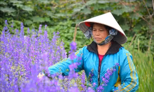 Rực rỡ làng hoa lớn nhất Nam Định vụ Tết