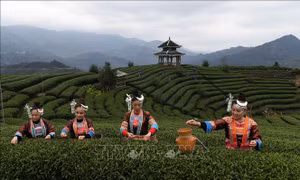 Uống trà thường xuyên giúp giảm nguy cơ gãy xương
