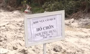 Phát hiện một điểm dịch tả lợn châu Phi tại Hải Phòng